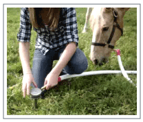Beyond Tack Equine Ground Tie Removal